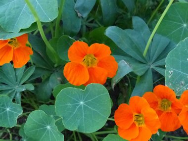 Kapucínka väčšia,Tropaeolum majus L. –