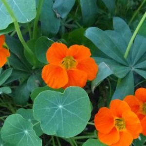Kapuc&iacute;nka v&auml;č&scaron;ia,Tropaeolum majus L. &ndash;