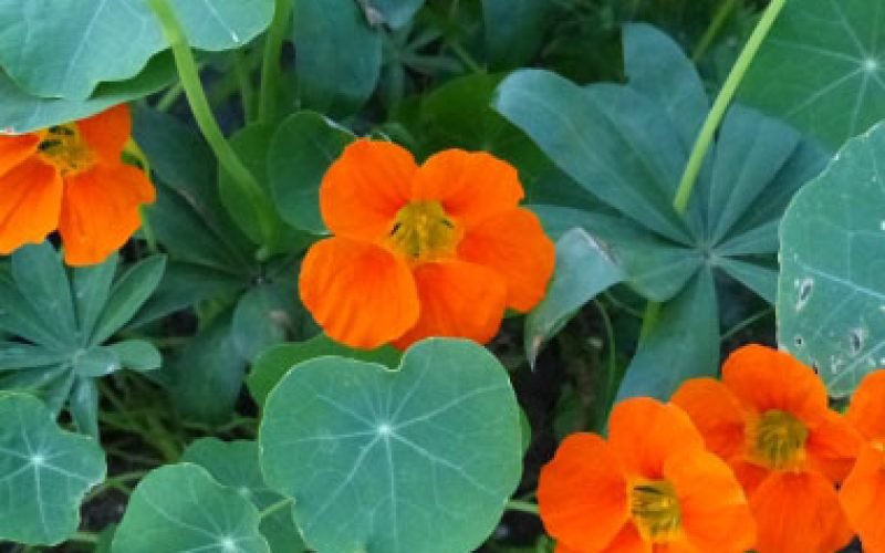 Kapuc&iacute;nka v&auml;č&scaron;ia,Tropaeolum majus L. &ndash;