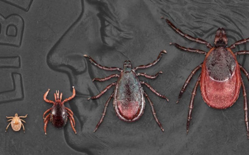 Test: Máte Lymskú Boreliózu?