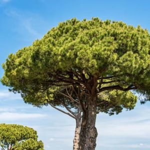 PYCNOGENOL&reg; bojuje proti starnutiu, posilňuje imunitu a Va&scaron;e srdce