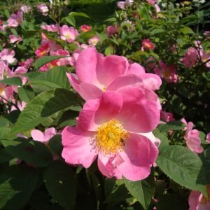 Čo ste nevedeli o ruži Rosa gallica