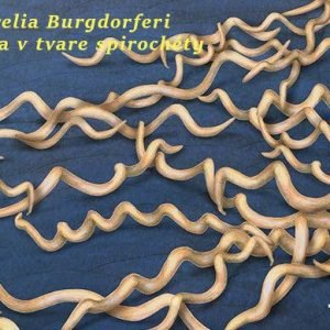 Miner&aacute;lny kompas pre telo v z&aacute;pale: Ca&ndash;Mg&ndash;Zn&ndash;B&ndash;D3&ndash;K2 a ich v&yacute;znam pri chronickej boreli&oacute;ze