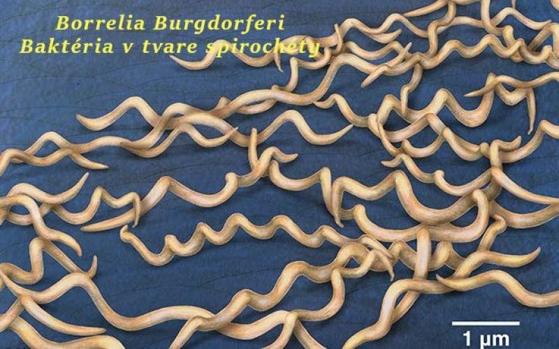 Minerálny kompas pre telo v zápale: Ca–Mg–Zn–B–D3–K2 a ich význam pri chronickej borelióze