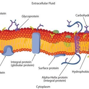 Bunkov&eacute; membr&aacute;ny