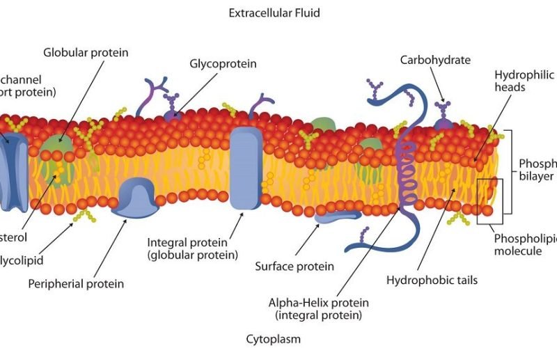 Bunkov&eacute; membr&aacute;ny