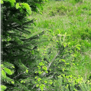 tab. Chemick&eacute; zloženie vo vode rozpustn&yacute;ch v&yacute;ťažkov z ihličia Smreka obyčajn&eacute;ho lat. Picea abies.