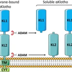 Patobiol&oacute;gia prote&iacute;nu proti starnutiu Klotho a terapeutick&eacute; &uacute;vahy