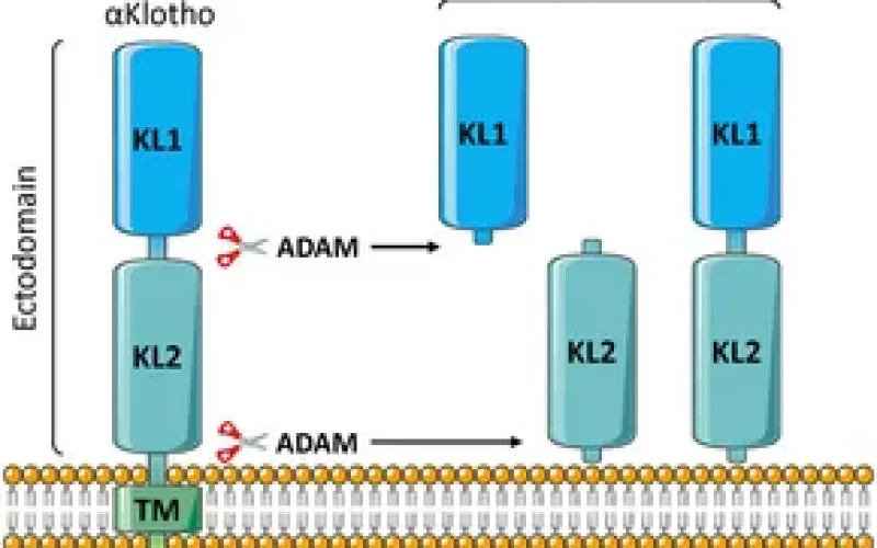 Patobiol&oacute;gia prote&iacute;nu proti starnutiu Klotho a terapeutick&eacute; &uacute;vahy