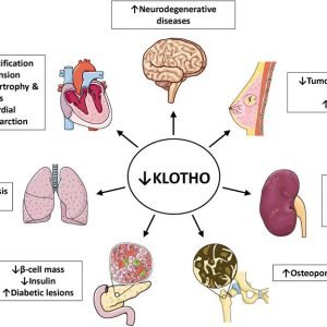 Klotho, starnutie a zlyh&aacute;vaj&uacute;ca oblička