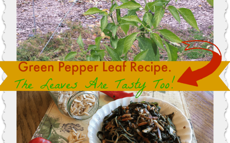 Listy zelenej papriky s&uacute; vynikaj&uacute;ce! {+Recept}