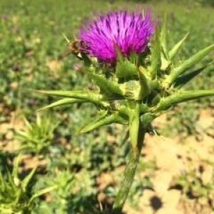 Margot Robbie a &sbquo;Barbie&lsquo; herci pili čaj z ostropestreca mari&aacute;nskeho pre rozžiaren&uacute; pleť. Funguje to?