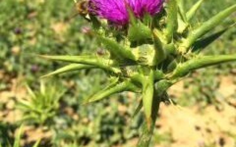 Margot Robbie a ‚Barbie‘ herci pili čaj z ostropestreca mariánskeho pre rozžiarenú pleť. Funguje to?