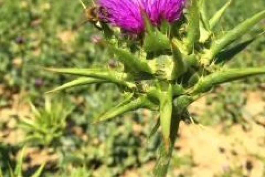 Margot Robbie a ‚Barbie‘ herci pili čaj z ostropestreca mariánskeho pre rozžiarenú pleť. Funguje to?