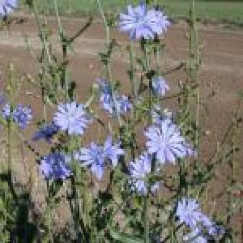 Čakanka a zdravé poživatiny z nej