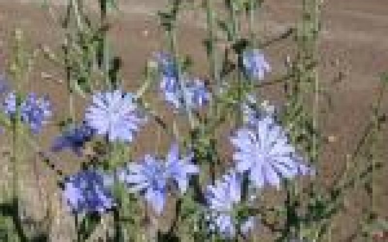 Čakanka a zdrav&eacute; poživatiny z nej