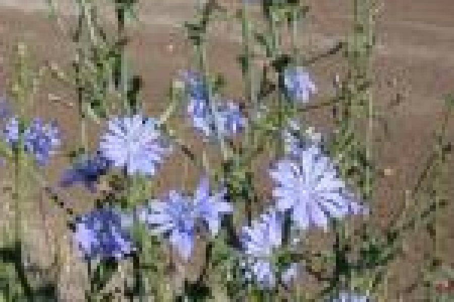 Čakanka a zdrav&eacute; poživatiny z nej