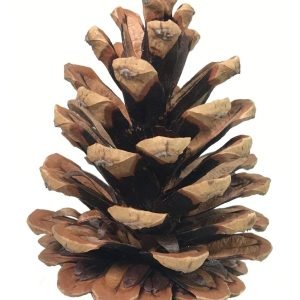 4 p&ocirc;sobiv&eacute; zdravotn&eacute; benefity p&iacute;niov&yacute;ch orie&scaron;kov