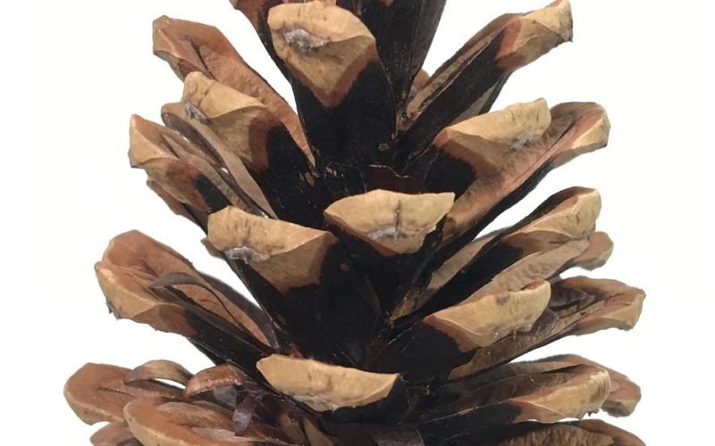 4 pôsobivé zdravotné benefity píniových orieškov