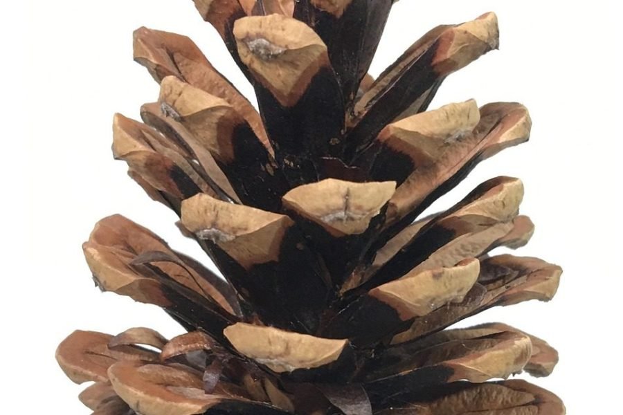 4 pôsobivé zdravotné benefity píniových orieškov