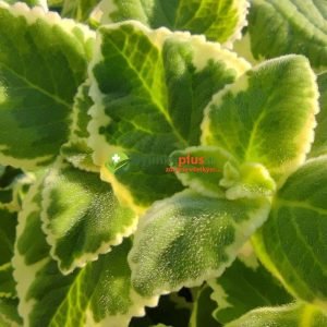 N&aacute;dchovn&iacute;k