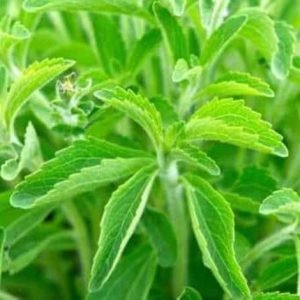 Zdravotn&eacute; benefity Stevia Rebaudiana