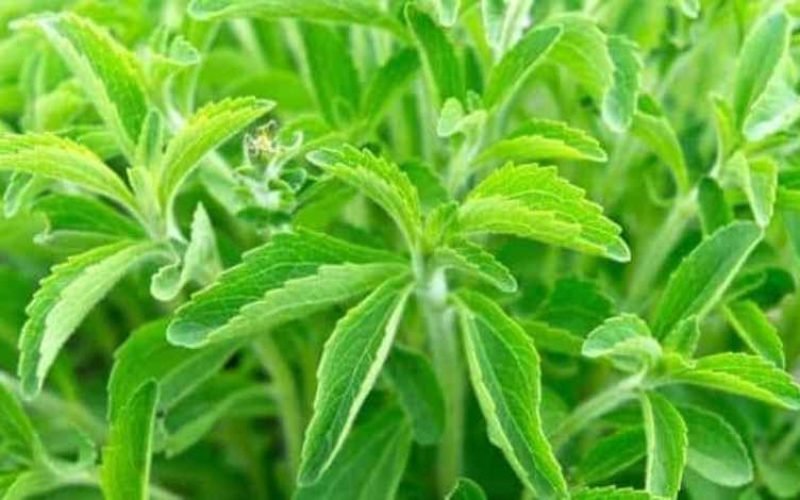 Zdravotn&eacute; benefity Stevia Rebaudiana