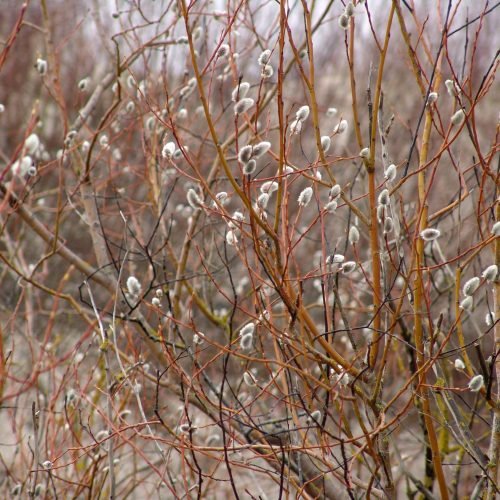 Vŕba by nemala chýba zozname prirodzených „riedidiel“ krvi